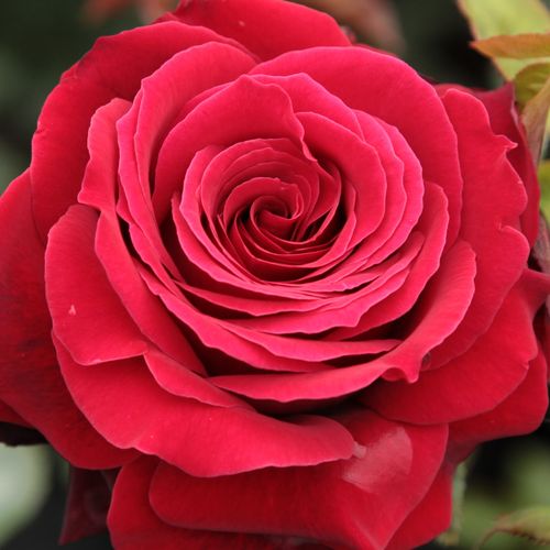 Rosa Magia Nera™ - rosa de fragancia discreta - Árbol de Rosas Híbrido de Té - rosal de pie alto - rojo - Maurice Combe- forma de corona de tallo recto - Rosal de árbol con forma de flor típico de las rosas de corte clásico.